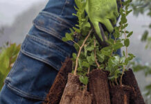 The Solid Wood Flooring Company: Our green sustainability strategy