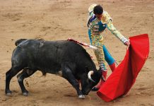 Why animals need stronger protection